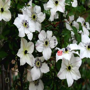 一六八园艺进口铁线莲向阳铁线莲阳台庭院都可以营养钵苗根系很好