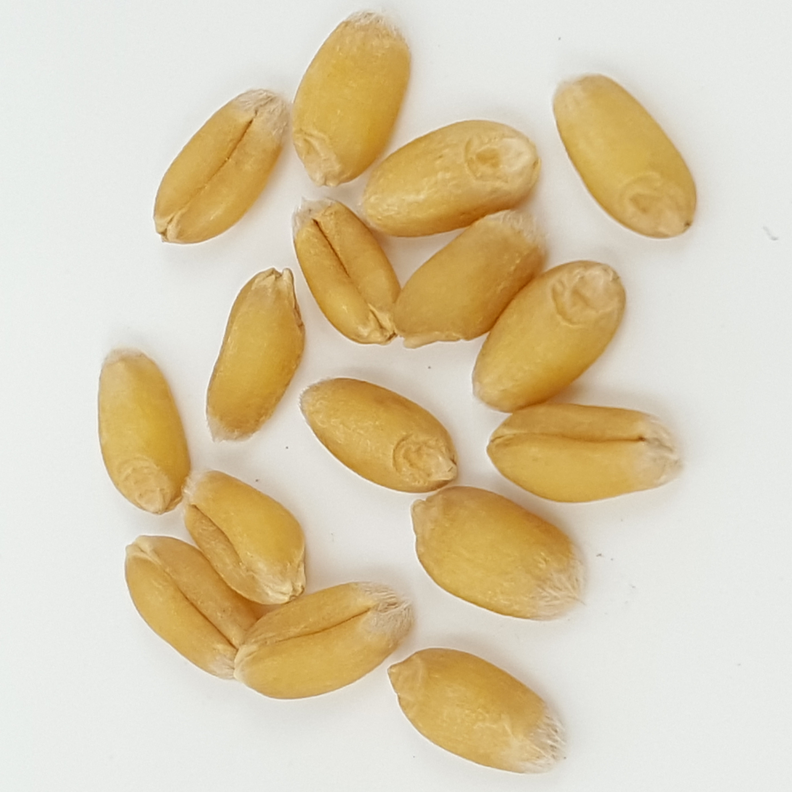 段氏鸿翔中药材 淮小麦 小麦 安心养神 二斤包邮