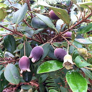 广东桃金娘苗山稔子苗野生果树苗野果岗捻子树苗庭院果树苗木包邮