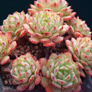办公桌 玫瑰莲群生 多肉 多头 多肉植物 组合盆栽办公桌防辐射绿植