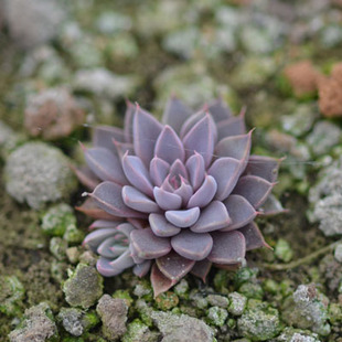 韩国进口多肉植物韩货天女银天女银后小苗特价出售景天科迷你盆栽