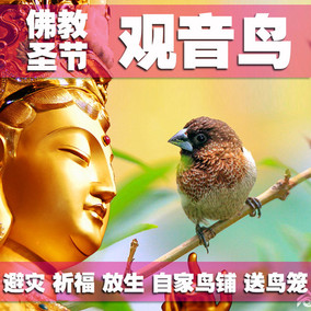 活体鸟节日放生观音鸟结缘佛教用品十姐妹鸟白腰文鸟幼鸟活体包邮