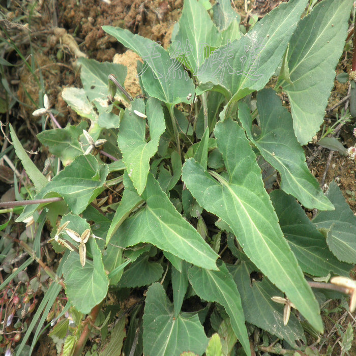 野生鮮犁頭草紫金鎖草藥小甜水茄三角草地丁草紫地丁全草紫花地丁