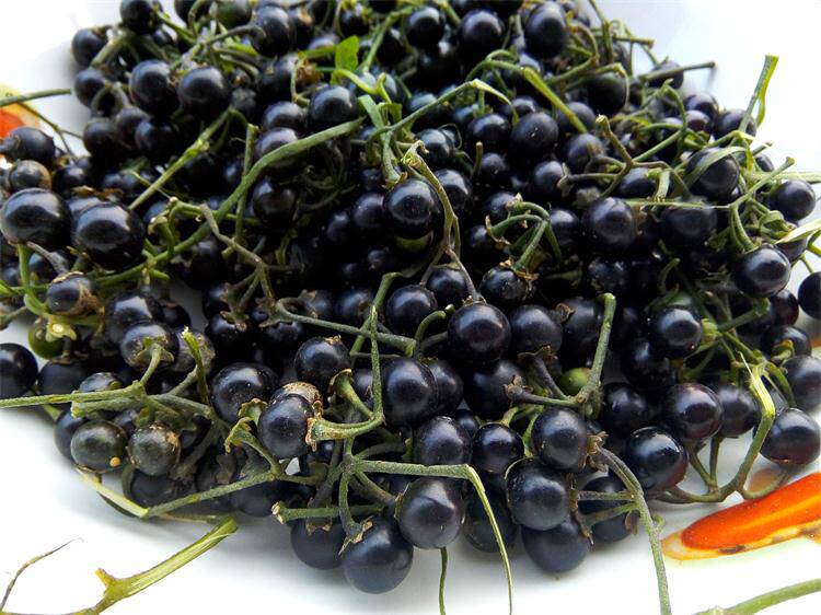 无硫中药材龙葵草黑天天苦葵天茄子晒干龙葵草整株晒干切断发货