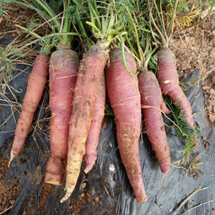 4斤老品种胡萝卜深山种植带泥现挖新鲜胡萝卜红萝卜紫萝卜