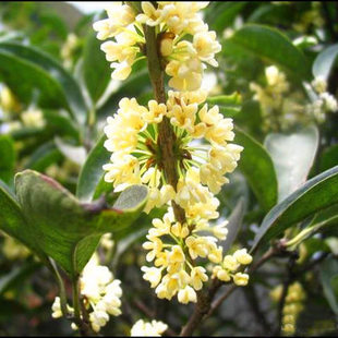 嫁接桂花树苗蓝桂树苗四季桂沉香桂朱砂桂盆栽桂花苗庭院植物批发