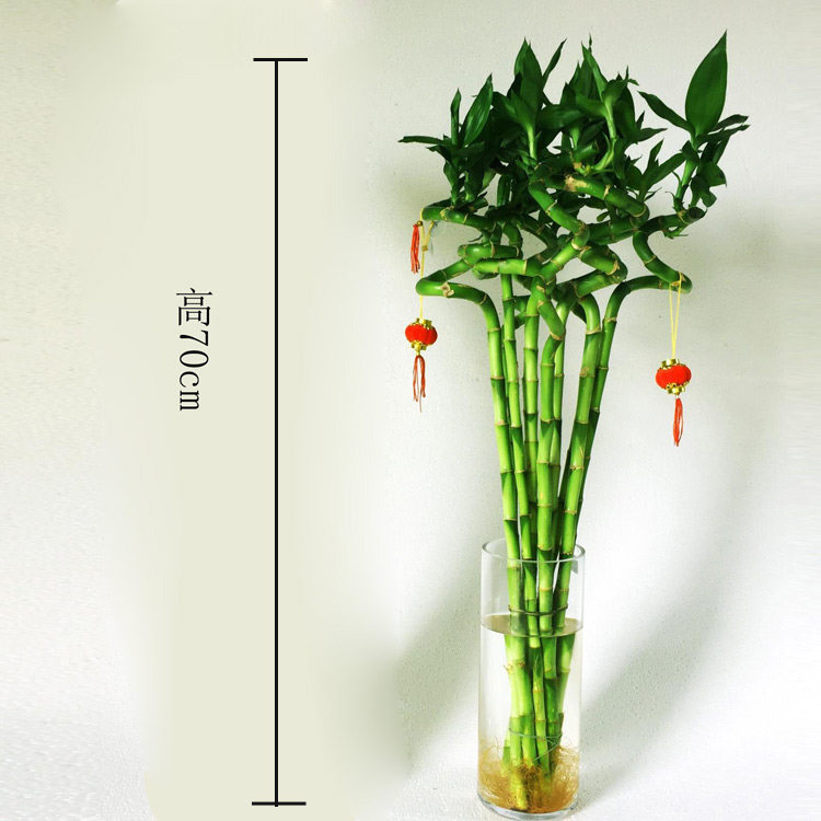 发财竹子,家里,节节高(第9页)_大山谷图库