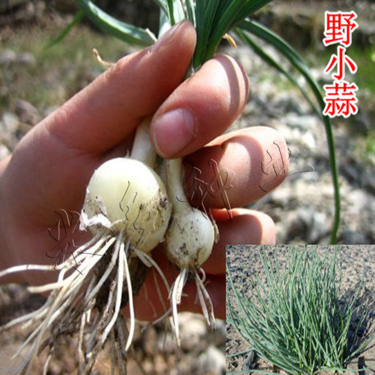薤是什么菜图片,兴渠是什么菜,薤的图片(第2页)_大山谷图库