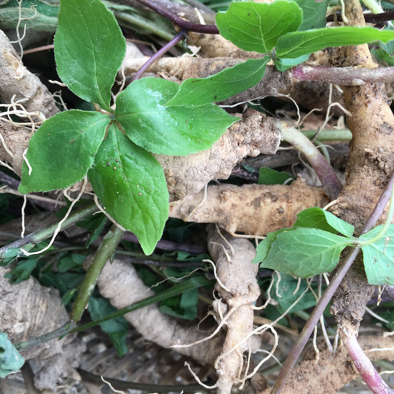 山海螺野生新鲜奶参羊乳根四叶参下奶药500g深山中草