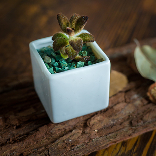 咖啡色 暖暖 老桩 多肉植物〔孙悟空】2-4头 咖啡色 兔耳