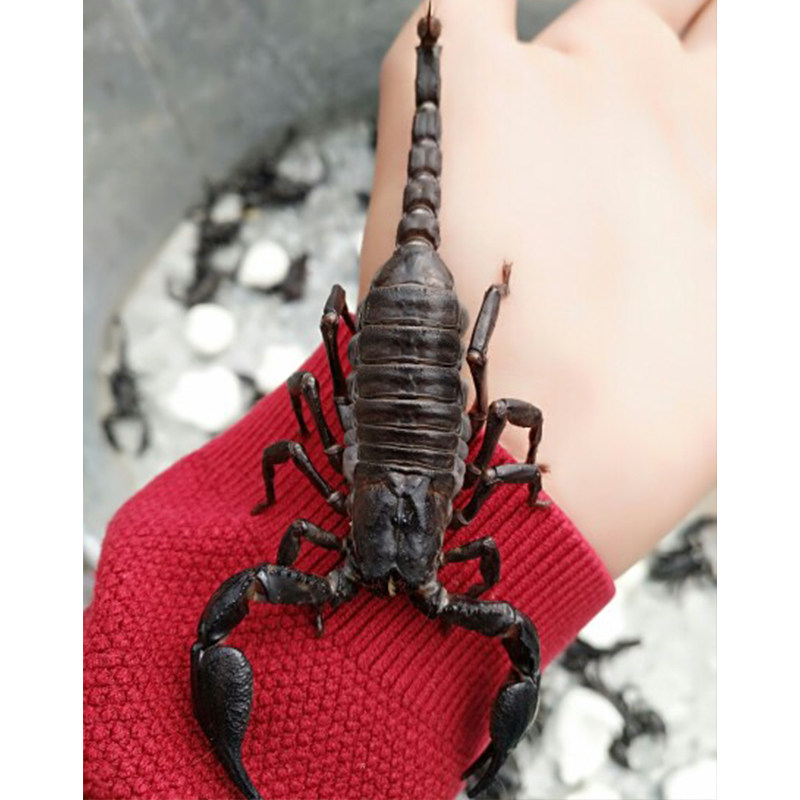 蝎子活体 无毒宠物宠物雨林蝎活体另类送饲养套餐无毒(可繁殖) ￥18.