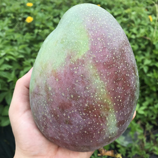 【中秋礼盒装8斤】海南三亚绿皮澳芒 新鲜水果 红金龙大芒果红头