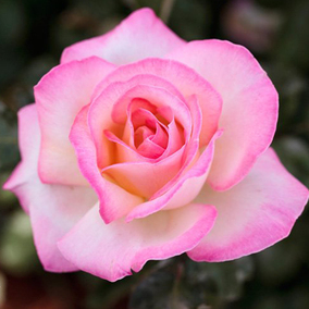 大花月季苗 香味浓 金奖章 玫瑰花苗切花香水月季盆栽 花期超长