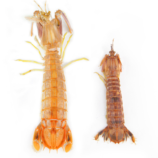 【爆款顺丰包邮】熟冻泰国进口濑尿虾皮皮虾 琵琶虾 虾姑 500g/装