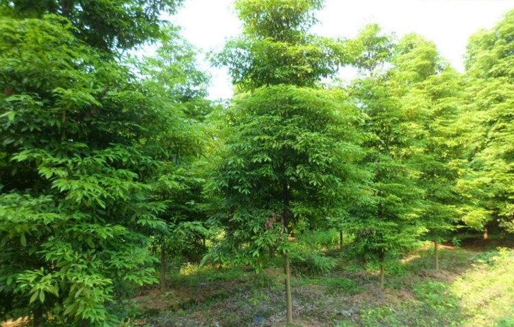 小叶楠,水楠,小叶赤楠盆景_大山谷图库