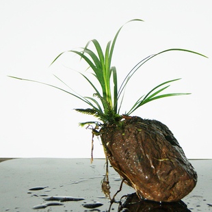 野生附石菖蒲盆栽辦公桌面水培植物微景觀綠植龍根昌蒲盆景