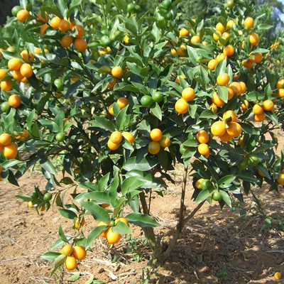 桔树苗橘子树苗盆栽无核砂糖桔金桔柑橘南北方种植果树苗当年结果