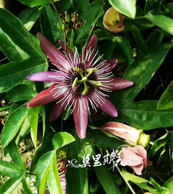 20cm盆栽苗 千叶兰霓虹 muehlenbeckia complexaspotlight