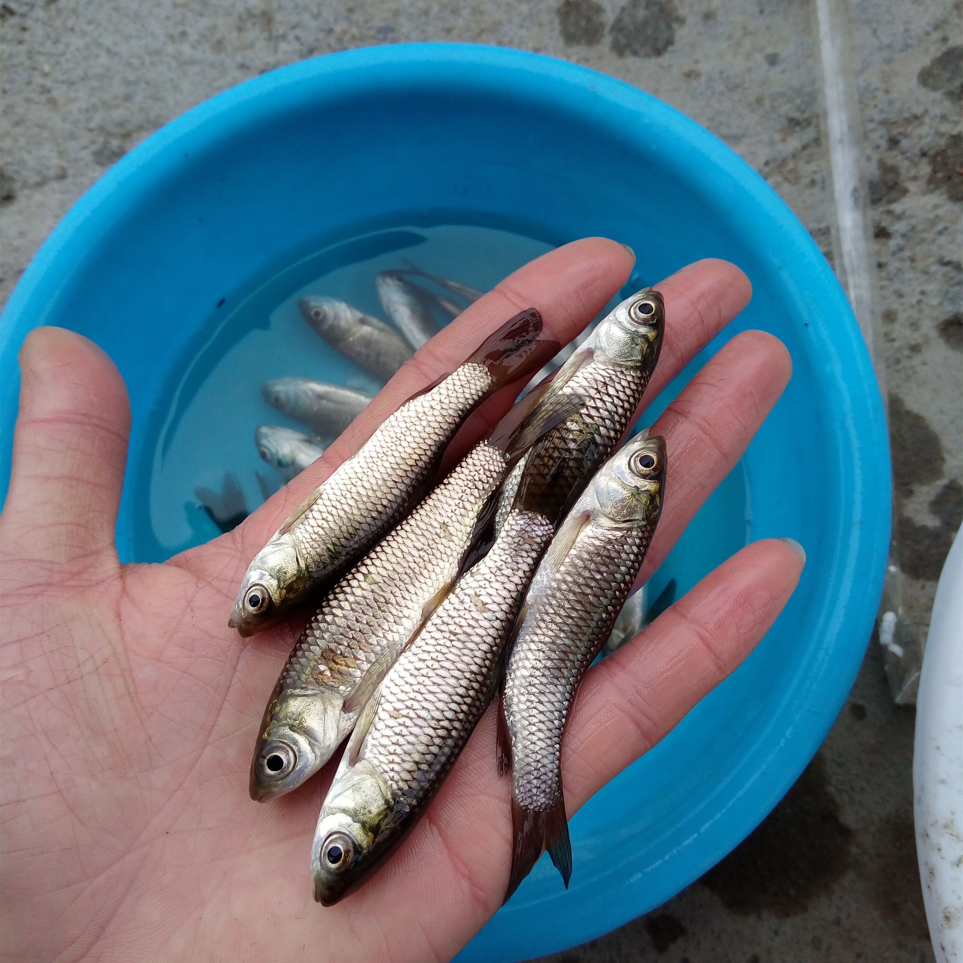 鯇魚苗 草魚苗活體 四大家魚苗 淡水魚苗活體 羅非魚苗 活體飼料_雙氙