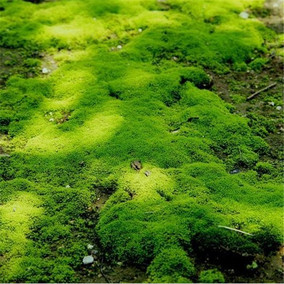 现采野生青苔水苔 兰花铺面活苔藓 盆面微型植物 乌龟假山微景观