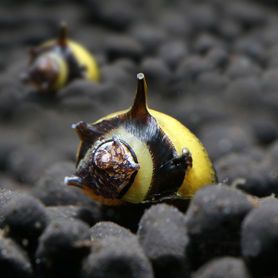 蜜蜂角螺草缸观赏螺除藻螺宠物螺活体青苔藻清洁螺刷缸2只/份1020