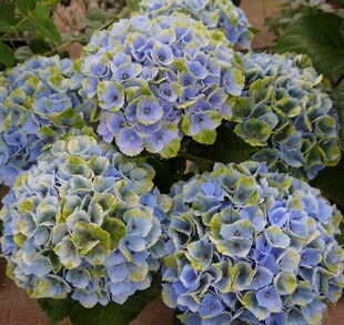 大花绣球 魔幻水晶/magical crystal