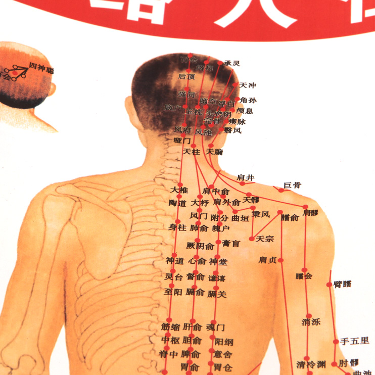 高清版艾條艾柱艾灸使用人體經絡穴位大掛圖耳足部手部身體穴位圖