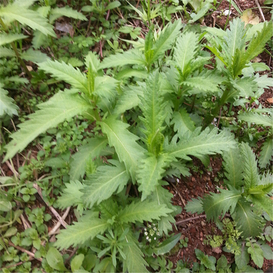 直供野生新鲜地参苗 新鲜野生地参虫草参地藕地笋中药材泽兰苗