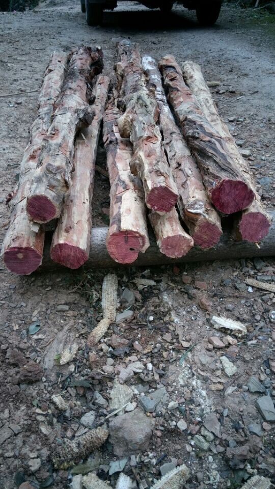 香红柏木 红木 纯红心干料红心岩柏木 佛珠手串高档家具雕刻用材