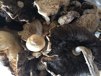 坝上草原围场特产野生菌 蘑菇草蘑 黑里子250克