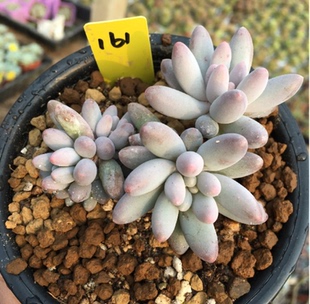 茅茅多肉植物 婴儿手指多头群生 婴儿手指一物一拍