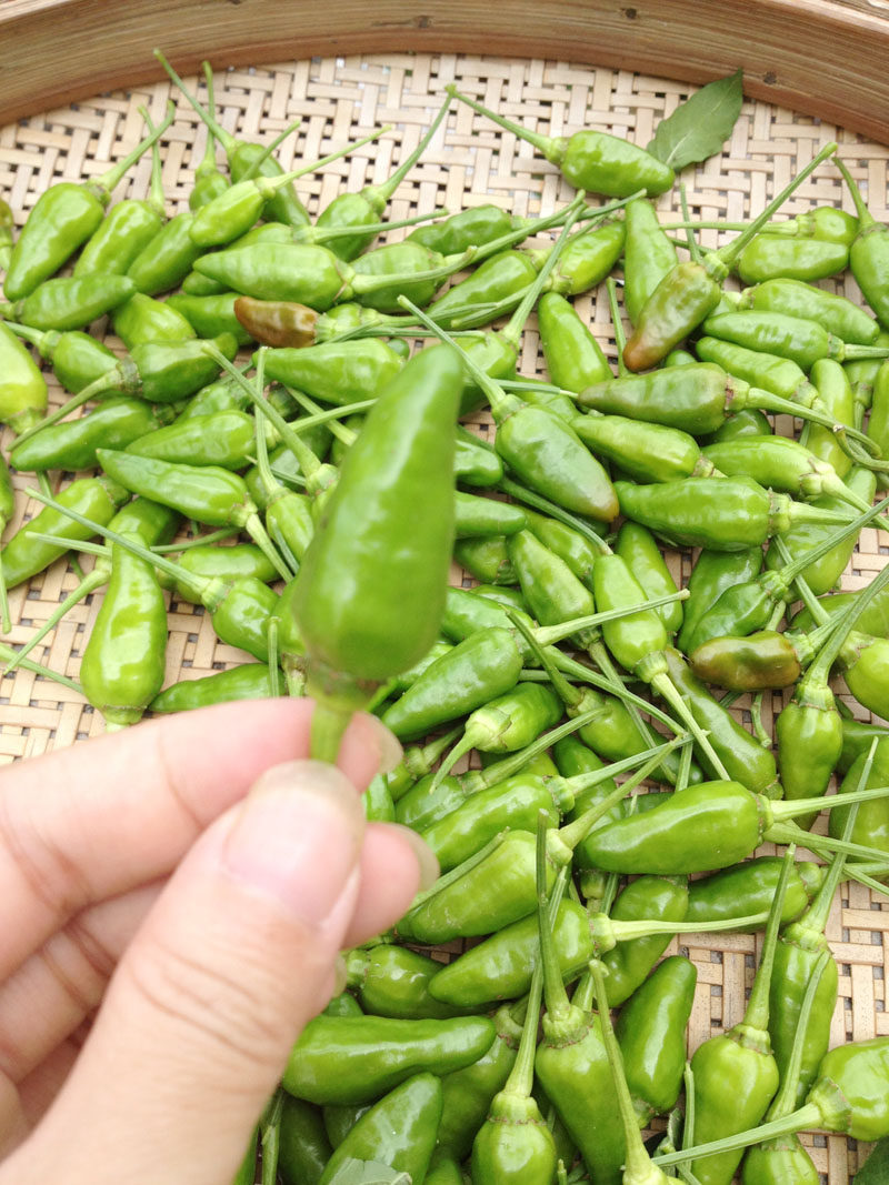 【先拍先得】新鲜辣椒农家香辣特辣小辣椒 新鲜青辣椒蔬菜 指天椒