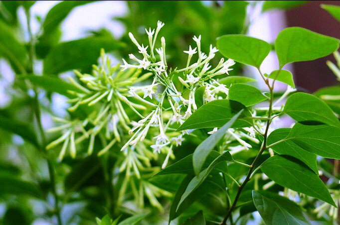 夜兰香图片,兰香花图片,夜兰花图片_大山谷图库