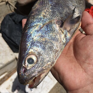 小米鱼2斤2-4条海鱼海捕鮸鱼热气新鲜海鲜野生海鱼水产冰鲜顺丰