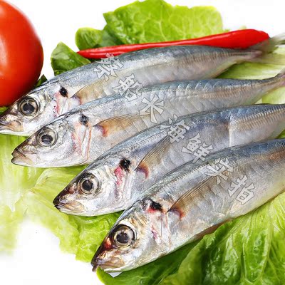 蔡船长当天海捕新鲜水产野生海鱼 福建巴浪鱼 新鲜鳀鱼提鱼500g