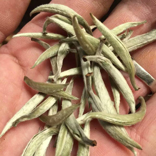 韶关仁化红山特产白茶白毫银针特级250g 绿茶鲜爽回甘 白毛茶