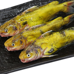 北京密云水库鱼野生黑鱼鲜活 乌鱼野生鱼新鲜孕妇滋补下奶3斤起拍