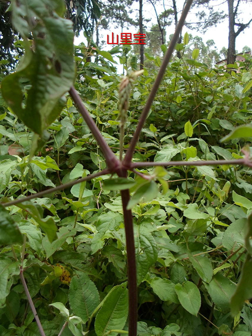 新鮮牛膝土牛膝紫牛膝 野生倒扣草 倒鉤草 牛七牛漆接骨丹500克