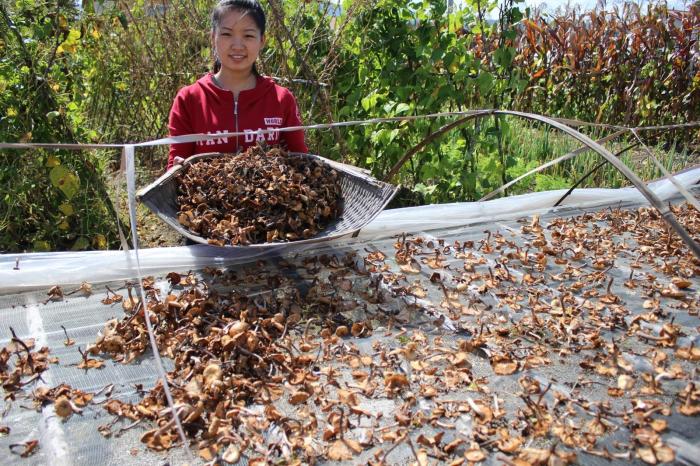 野生东北榛蘑小鸡炖蘑菇黑龙江蘑菇干货无根榛蘑丁250克 2份包邮