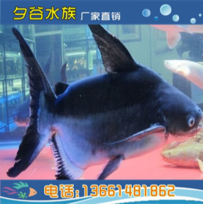 熱帶觀賞魚 正宗成吉思汗鯊魚大白鯊虎頭鯊大型魚漁場直銷