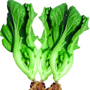 大包装 水东鸡心芥菜种子 水东灯笼芥菜 蔬菜种子 20克 满18包邮