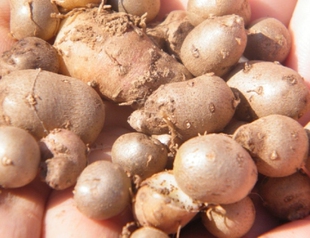 焦作特产 铁棍山药蛋 铁棍山药果实 好看好吃 一斤