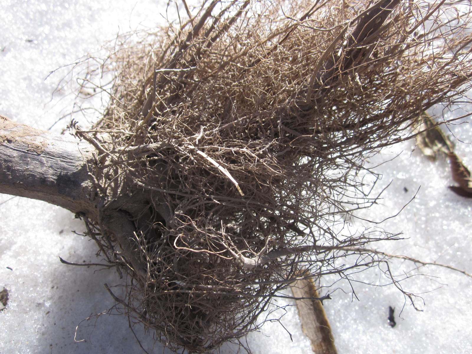 花盘向日葵根药材 2016年新货 农家自产向日葵盘芯的根须特价包邮