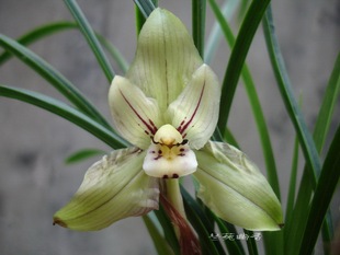 盆栽植物花卉 蘭花\春蘭大花蟬翼-玉蟬