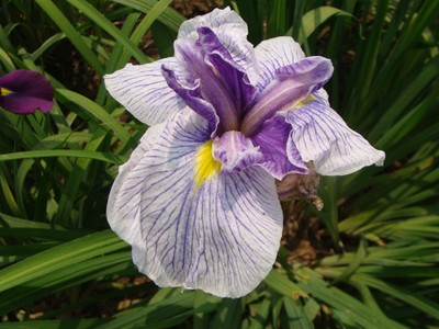 进口日本大花玉蝉又名花菖蒲 粉紫色室内盆栽花卉可水生