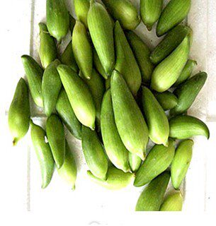 新鲜野菜小金瓜发财瓜美味瓜产地低价直销欢迎餐厅云南蔬菜批发