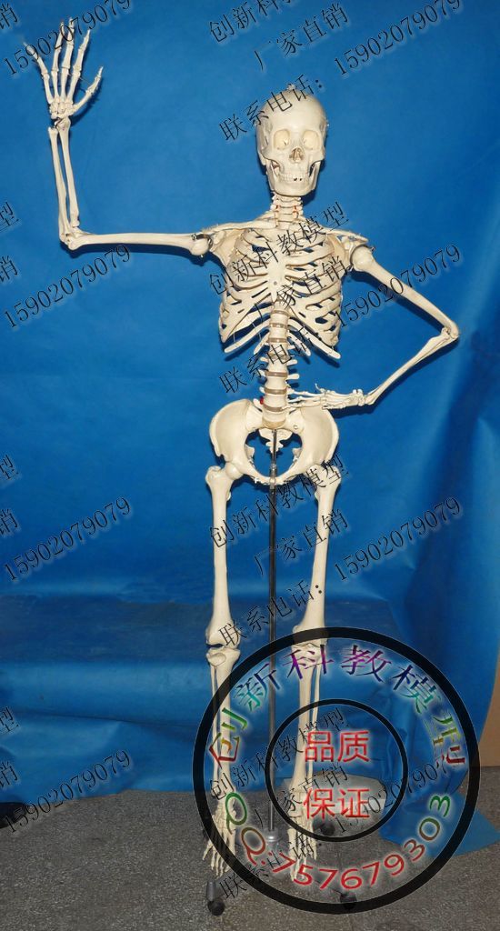 人体骨骼模型成人1比1人骨模型 骨架 标准脊椎 人体艺术