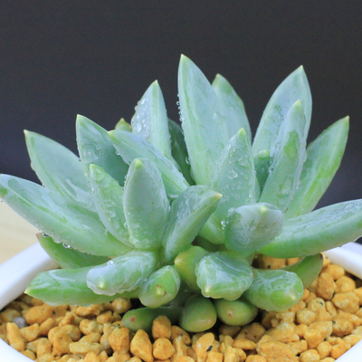 花香缘【蓝黛莲】多肉植物盆栽 品相完美约3-4cm大棚自种大量批发