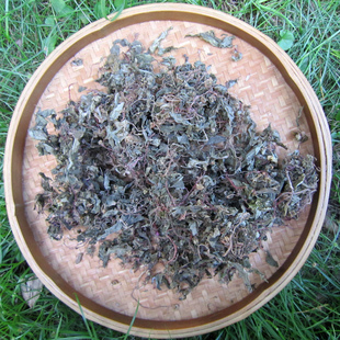 风古草 野生风斗草农家自采 德化土特产 炖骨头当茶特价包邮