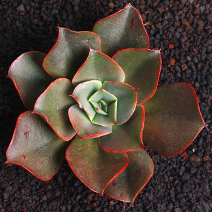 大河之舞 大和之舞 多肉植物 多肉 办公室植物绿植花卉盆栽点翠苑